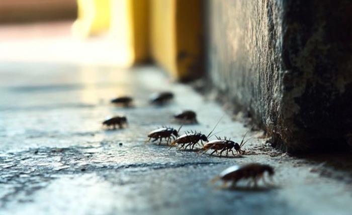 Pests in Merrimack County: Signs, Treatments, & More Pests in Merrimack County